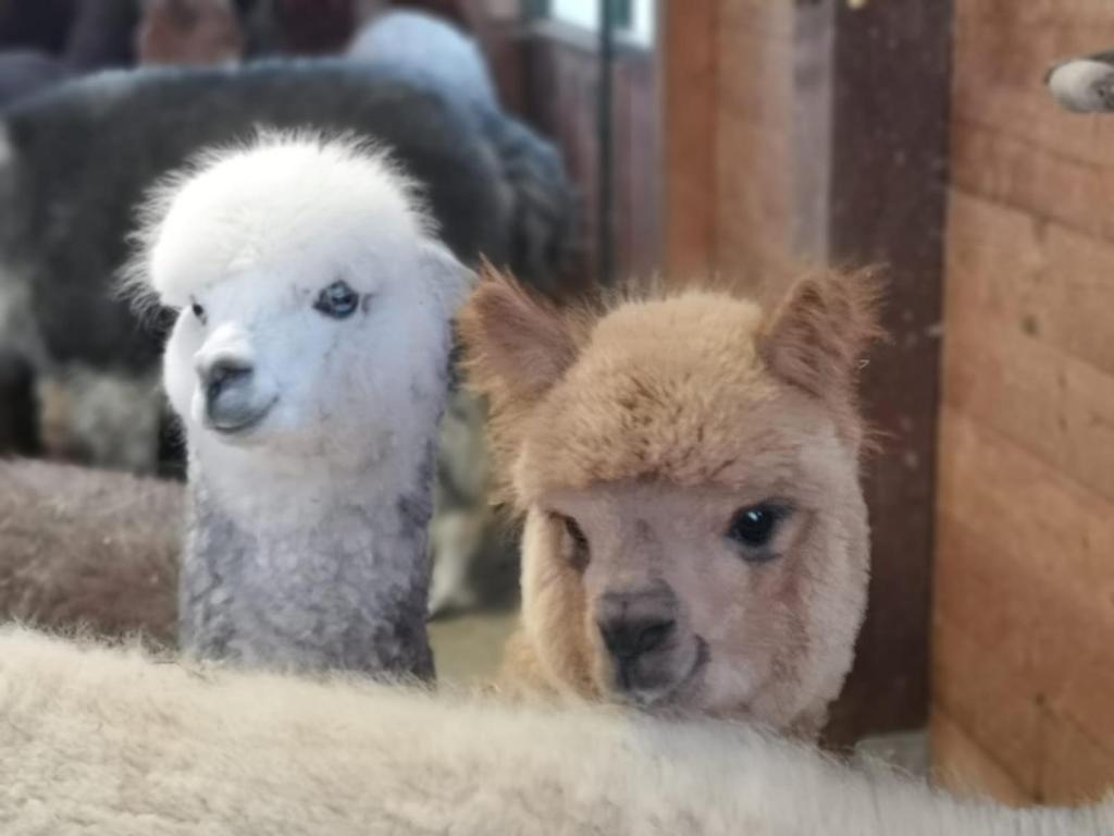 dos ovejas están de pie una junto a la otra en B&B Canossalpaca, en Canossa