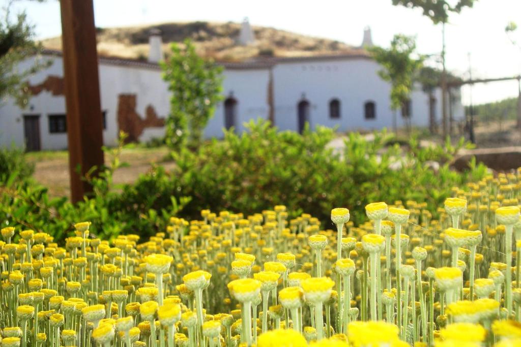 A garden outside Cuevas Hammam Abuelo Jose