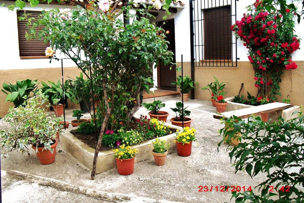 Une bande de plantes en pot devant un bâtiment dans l'établissement Casa del Abuelo 1, à Yeste