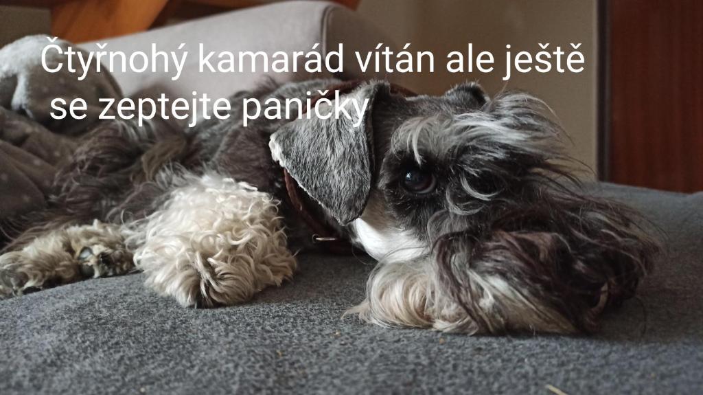 Domácí mazlíčci ubytovaní s hosty v ubytování Rodinná chalupa