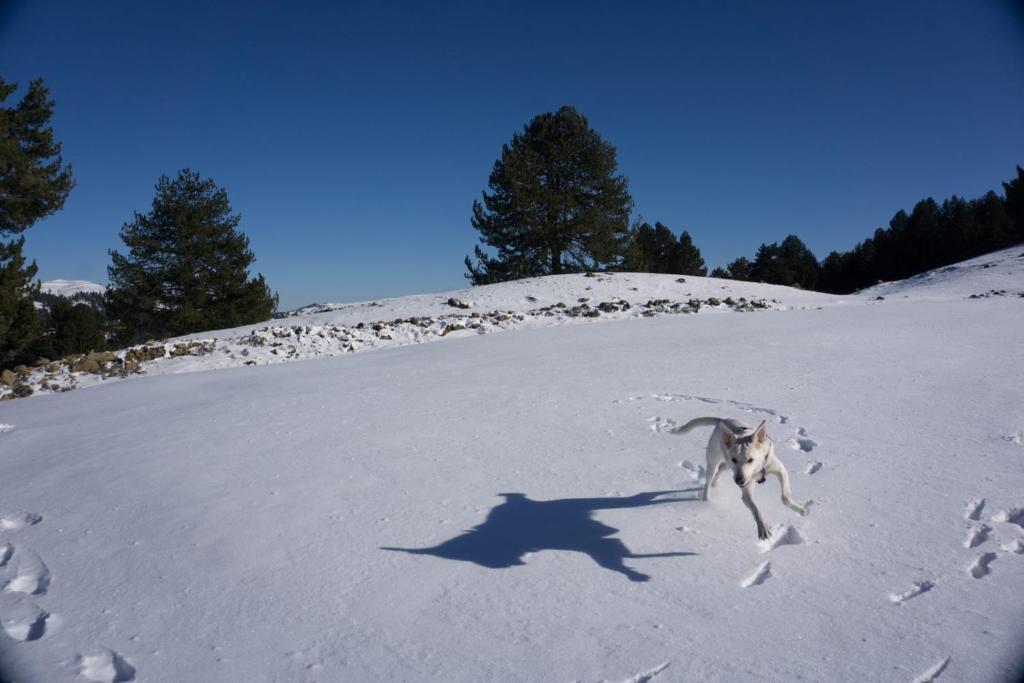 un perro corriendo en una colina nevada en Ginî Viñis, en Samarína
