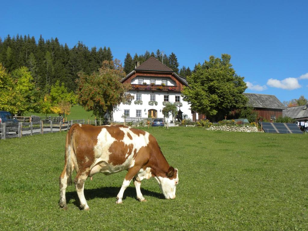 una vaca pastando en un campo frente a una casa en Polzhof, en Sankt Andrä im Lungau