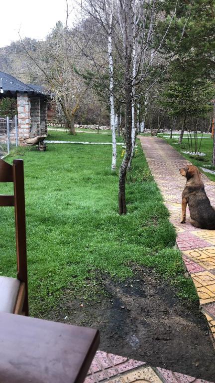 a dog sitting on the grass next to a path at Gioia Resort in Voskopojë