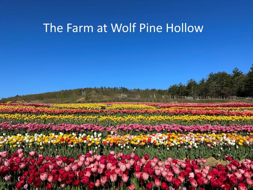 Luxury Farm Stay at The Lodge at Wolf Pine Hollow في Hancock: حقل من الزهور مع المزرعة في وولف باين جوف