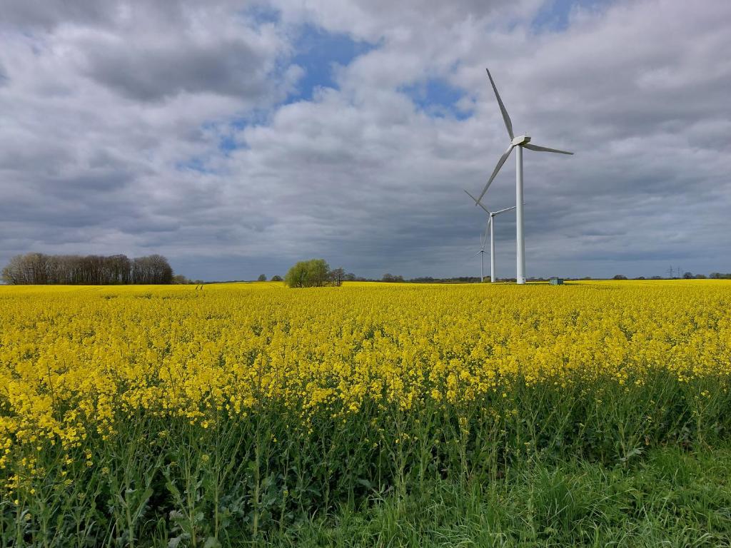 una turbina eólica en un campo de flores amarillas en Ostsee Ferienwohnung in Schönberg inkl. 2 Leihfahrräder, en Schönberg in Holstein