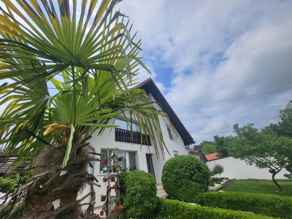 uma casa branca com uma palmeira em frente em Vila Jovana em Vrdnik
