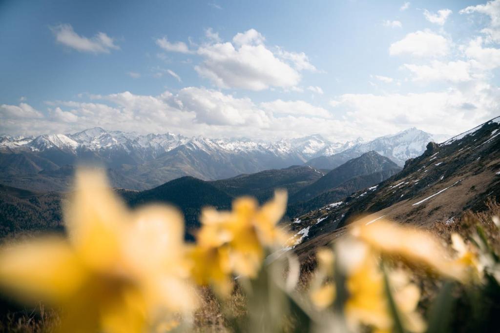 un grupo de flores amarillas en la cima de una montaña en Lodge du Hautacam, en Ayros-Arbouix