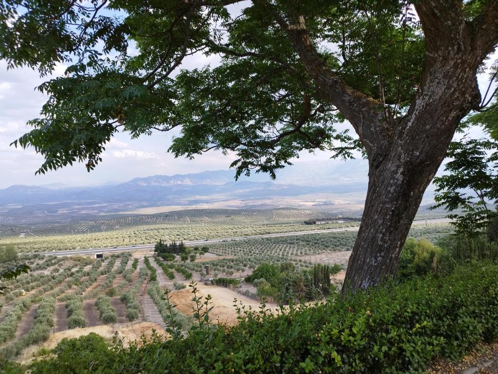 Fotografie z fotogalerie ubytování Piso turíticos centrico v destinaci Baeza