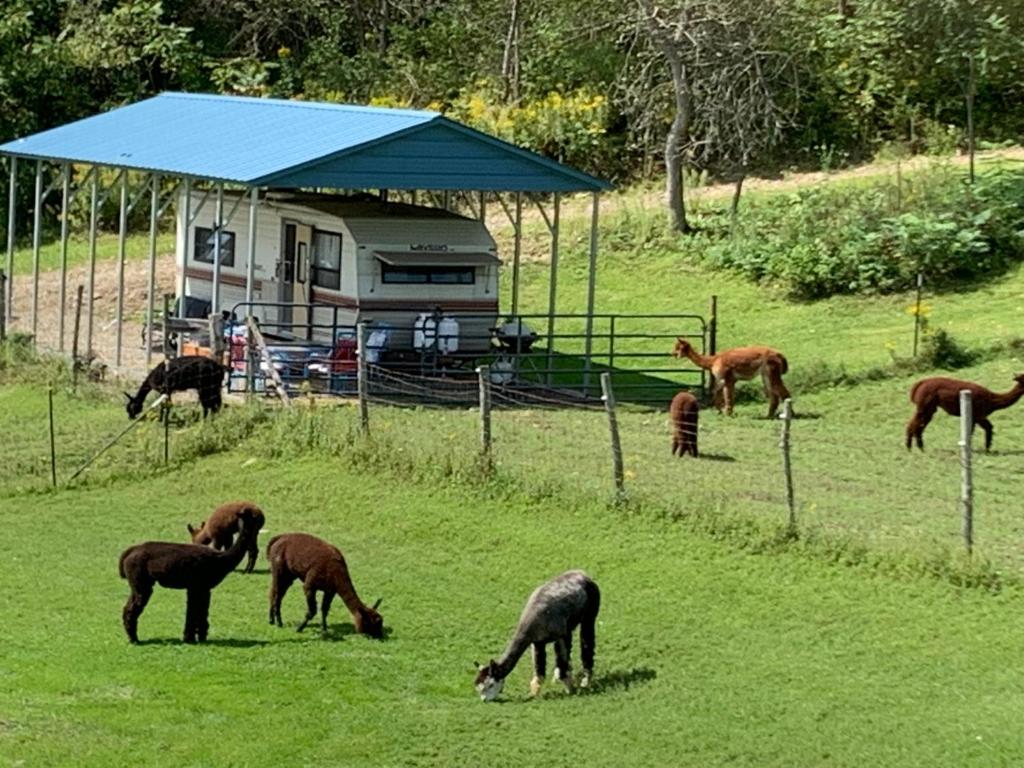 un grupo de caballos pastando en un campo con un remolque en The blue rooster, 