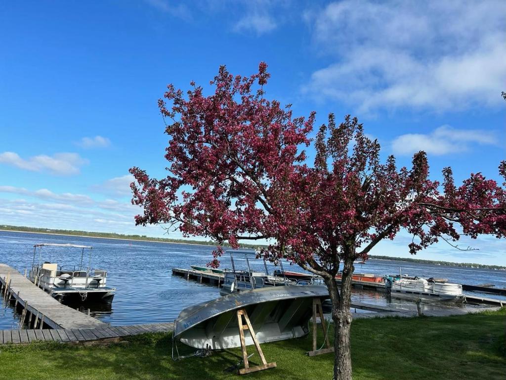 a tree next to a dock with boats in the water at Myriad Fins Cottage and Marina in Kawartha Lakes
