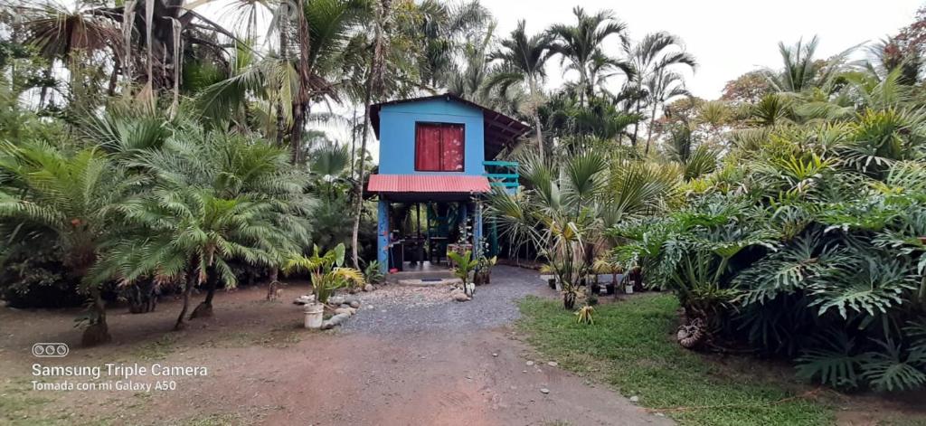 a house in the middle of a forest with palm trees at Casa LalitoHouse cabaña rustica frente al mar. in Pavones