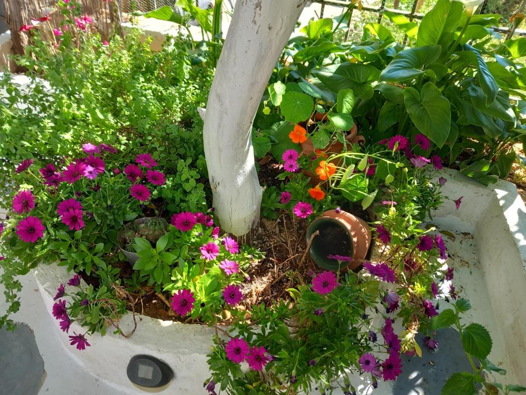 Zahrada ubytování studio in garden