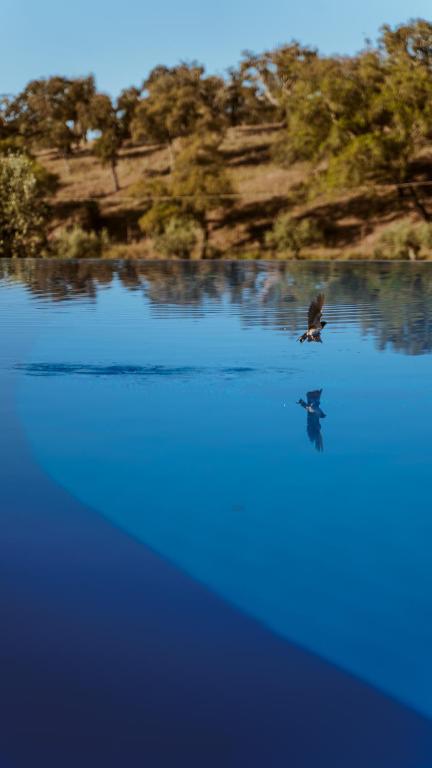 a bird standing on top of a body of water at The Blue House Valley in Grândola