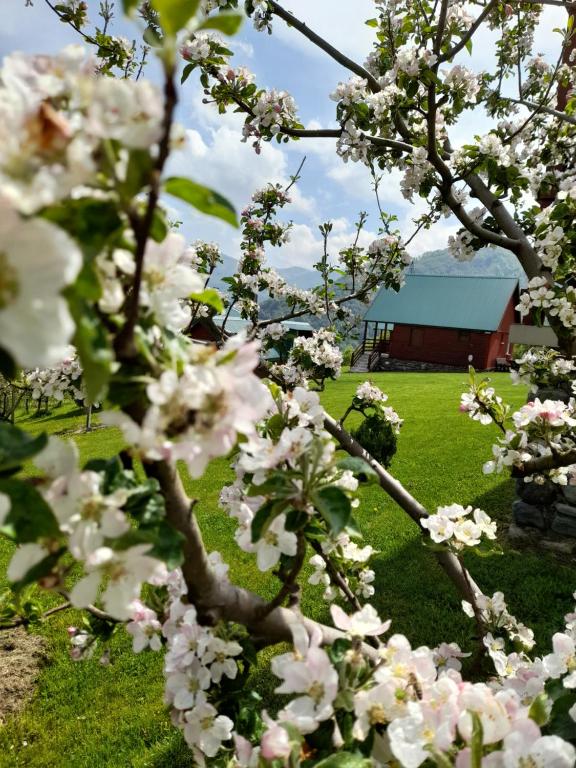 Eco village & resort Coric - 1