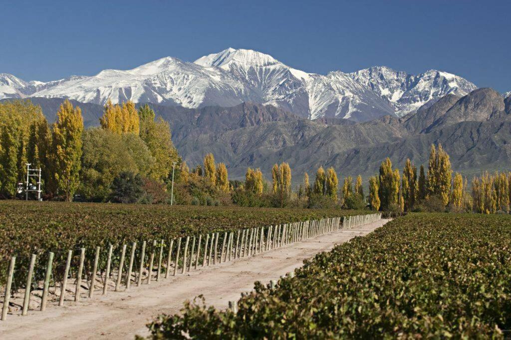 un camino de tierra a través de un viñedo con montañas en el fondo en Hermoso departamento en Mendoza en Godoy Cruz