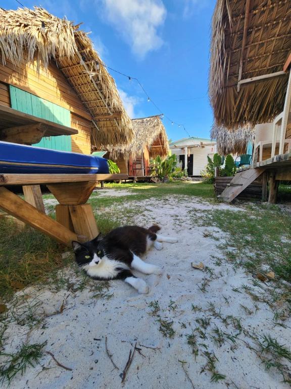 Domácí mazlíčci ubytovaní s hosty v ubytování Saona lodge