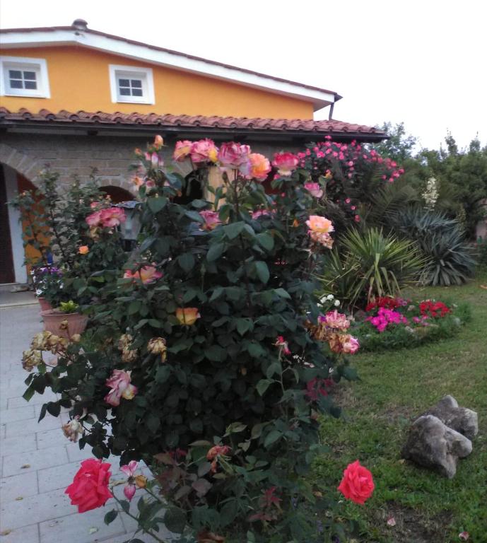 a bush of roses in front of a house at La casetta di samba in Anguillara Sabazia