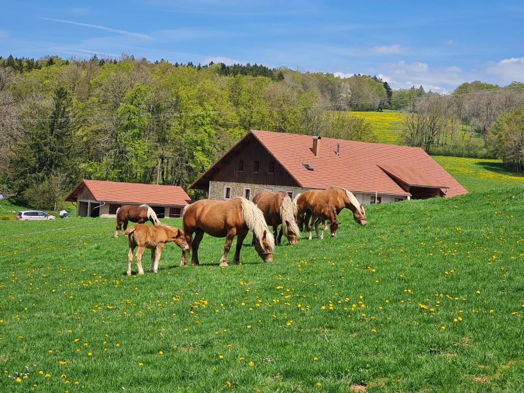 a group of horses grazing in a field at Gîte du cheval blanc in Arçon