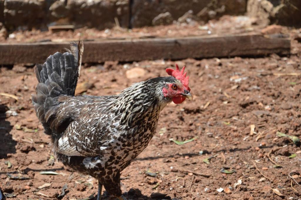 Zvieratá na farme alebo blízkom okolí