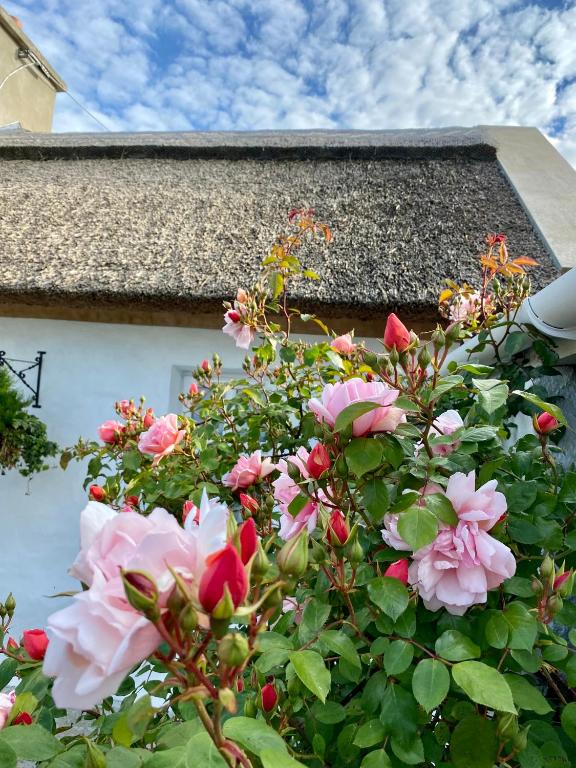 Vrt pred nastanitvijo Oranuisce Thatch Cottage Ballyvaughan