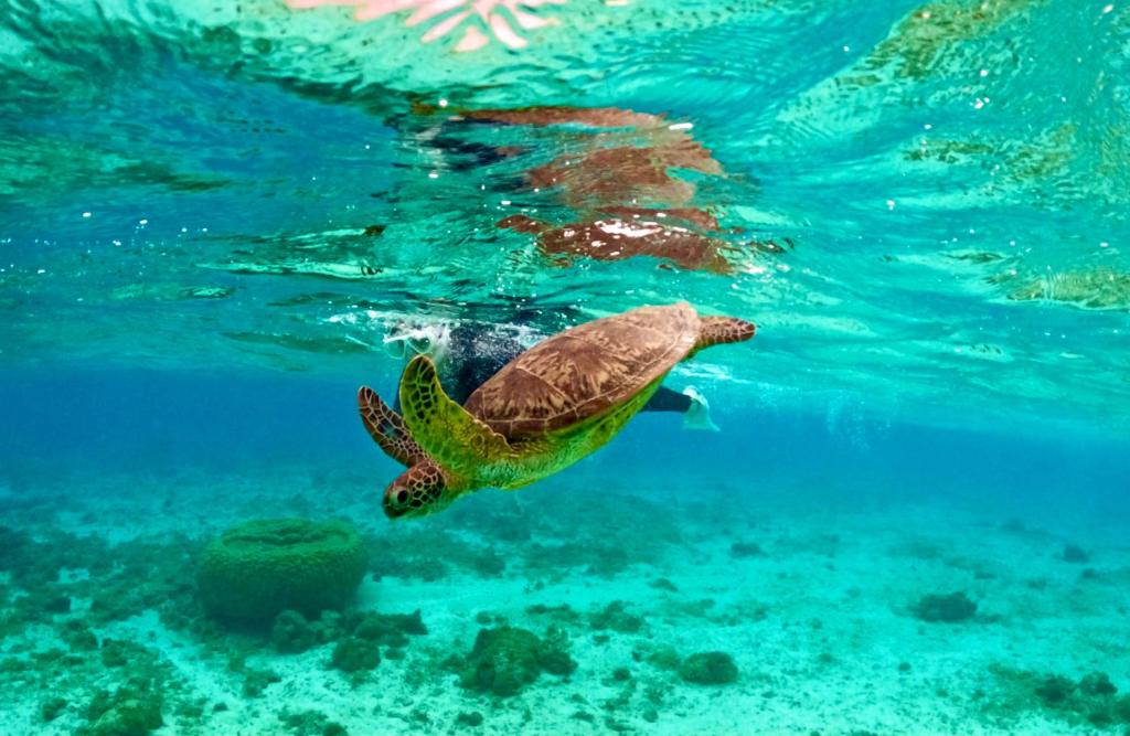 a green sea turtle swimming in the water at Happy Island Miyako in Miyako-jima