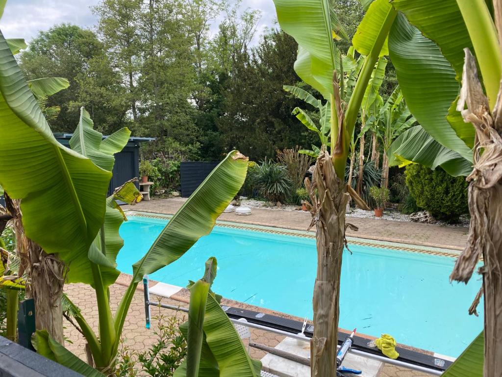 een zwembad met een bos bananenbomen ernaast bij Logement T2 terrasse vue sur piscine in Larche
