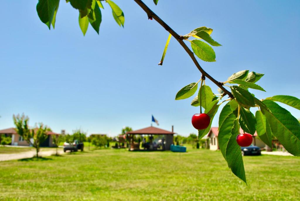 Zahrada ubytování Camping La Foisor Turda