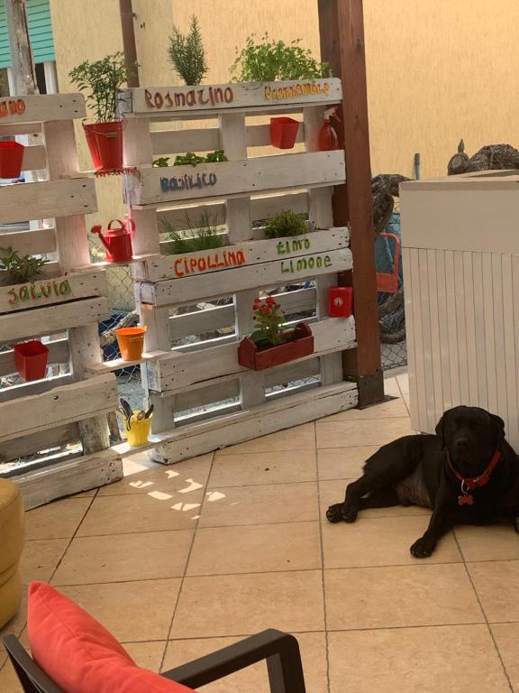 Domácí mazlíčci ubytovaní s hosty v ubytování Hotel Migani