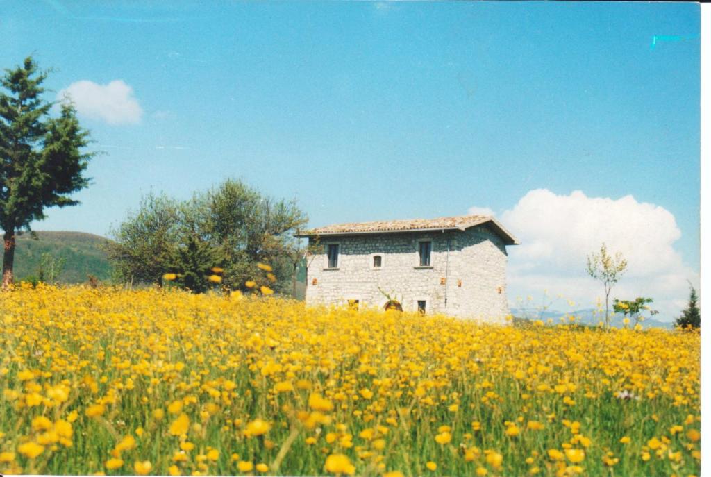 un bâtiment au milieu d'un champ de fleurs jaunes dans l'établissement Casino Tonti Iarussi, à Forlì del Sannio