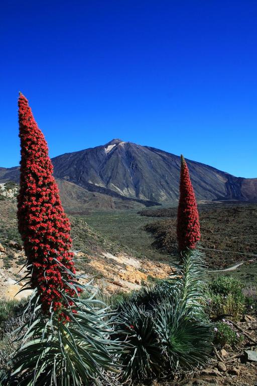 two flowering plants with a mountain in the background at Casa Ivonne - San Isidro in San Isidro