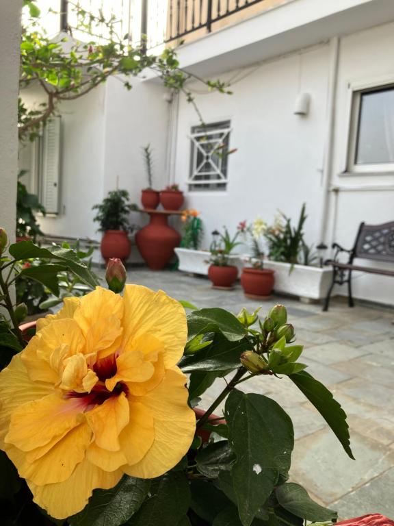 żółty kwiat przed patio z doniczkami w obiekcie Dimitra's house at Karlovasi w mieście Neo Karlowasi