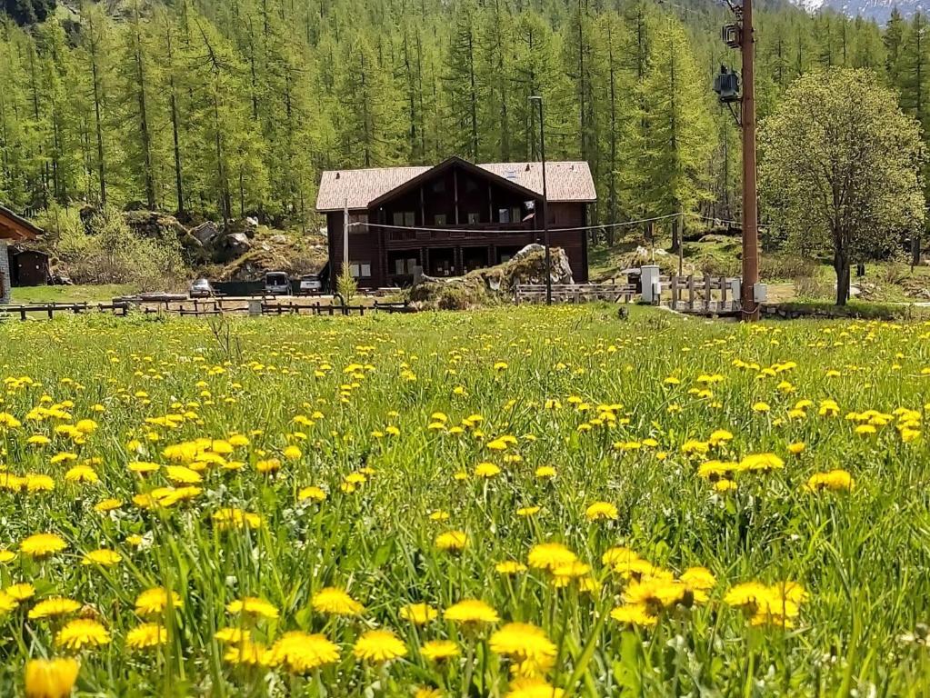 un campo de flores amarillas frente a un edificio en Chalet Rosa dei Monti, en Valprato Soana