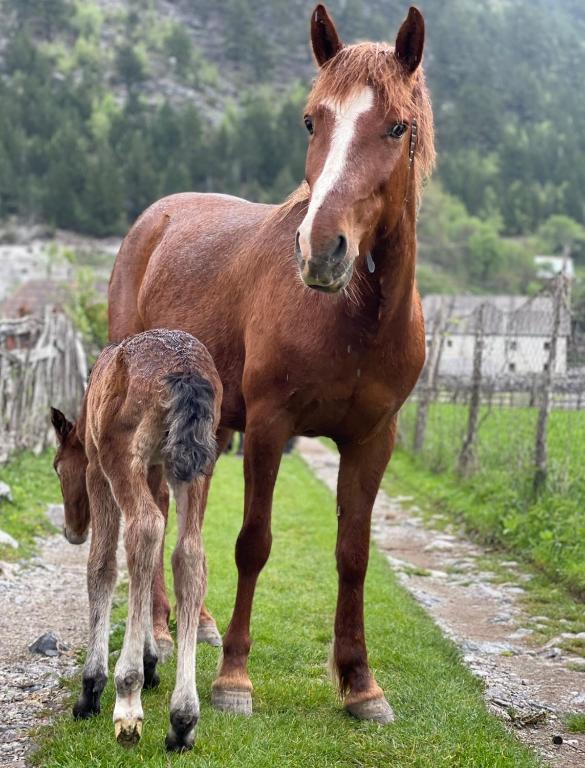 Animales en el hostal o pensión o alrededores