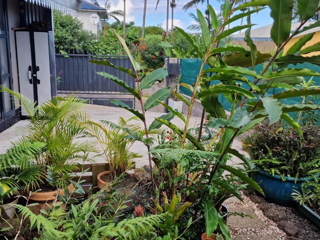 einen Garten mit einem Haufen Pflanzen in der Unterkunft LA CAZAKANEL in Petite Île