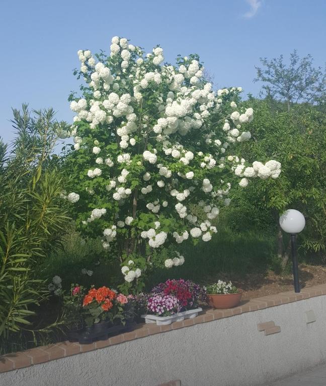 Zahrada ubytování B&B Cuoreverde Pollino