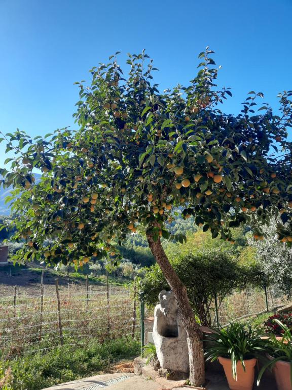Zahrada ubytování B&B Cuoreverde Pollino