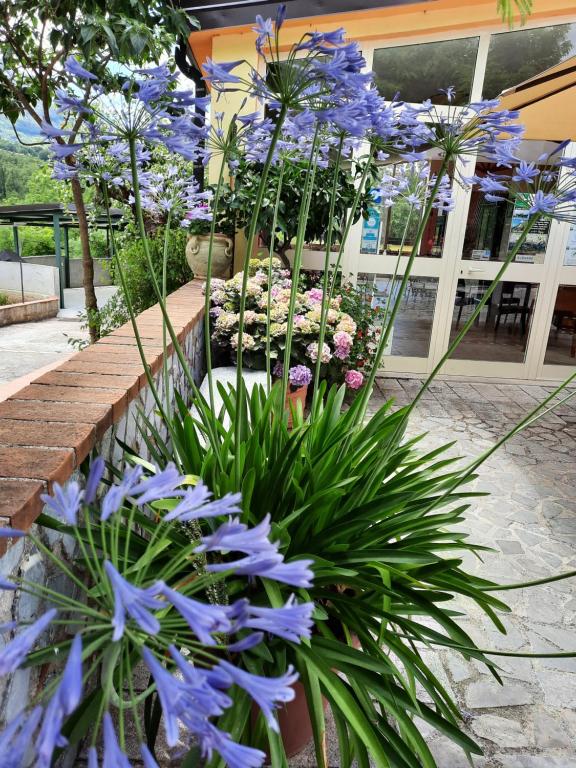 Zahrada ubytování B&B Cuoreverde Pollino
