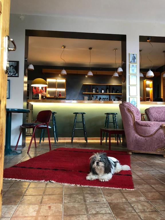 Domácí mazlíčci ubytovaní s hosty v ubytování Red Goat Hostel