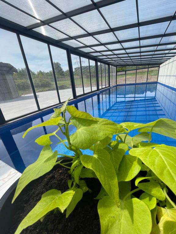 uma estufa com plantas e uma piscina em Domki Florentyna em Wojcieszyce