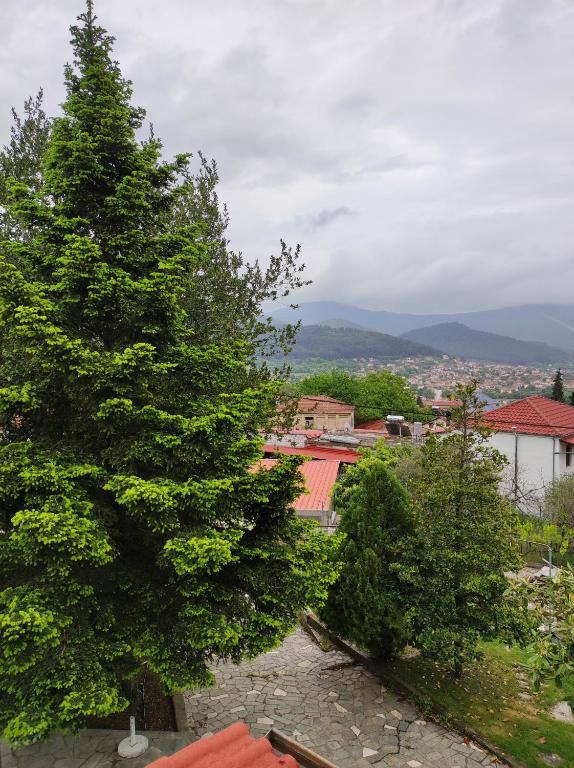 a tree on a hill with a city in the background at EverGreen in Kavala