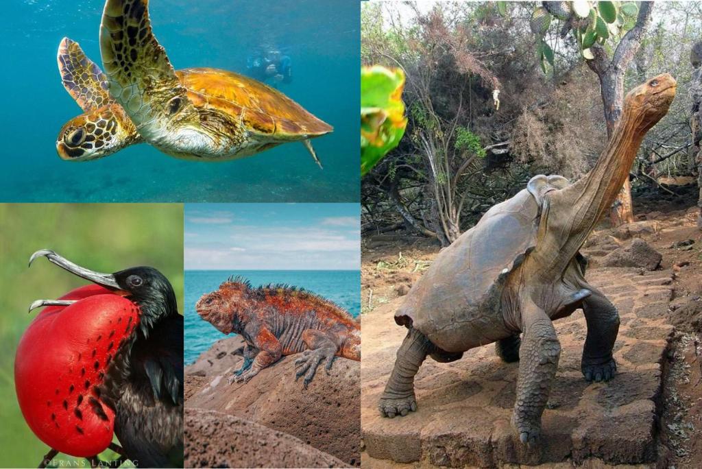 un collage de fotografías de diferentes tipos de animales en Moonlight, Galápagos, en San Cristobal