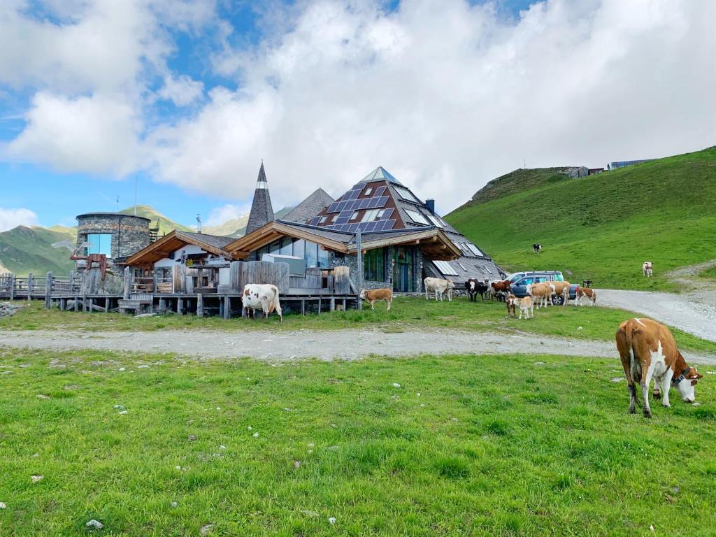 Zvířata v hotelu nebo okolí