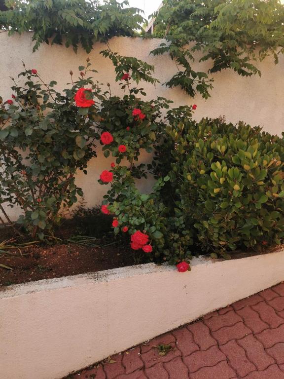 Guesthouse NADIA - 3