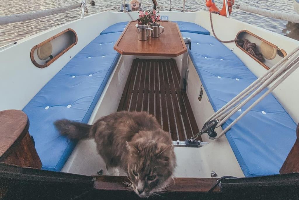 a cat sitting on the front of a boat at Lady Blue Yacht in Nida in Nida