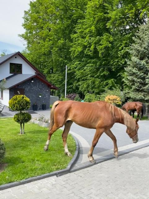 a brown horse walking down a street at Agroturystyka ‚U Misia’ in Krzywopłoty
