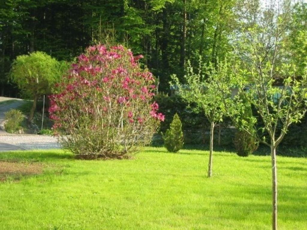 dos árboles en un patio con un arbusto con flores rosas en Ferienwohnung mit Terrasse in der Nähe des Nationalparks en Neuschönau