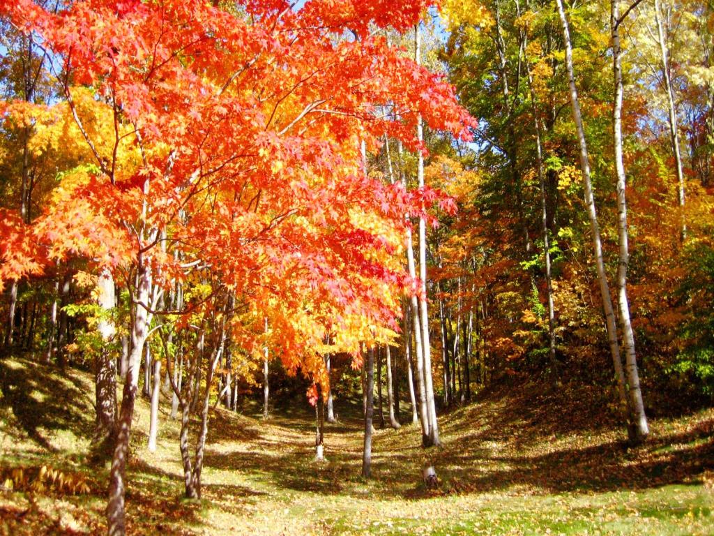 a group of trees with red and yellow leaves at Hakodate-Onuma Prince Hotel in Nanae