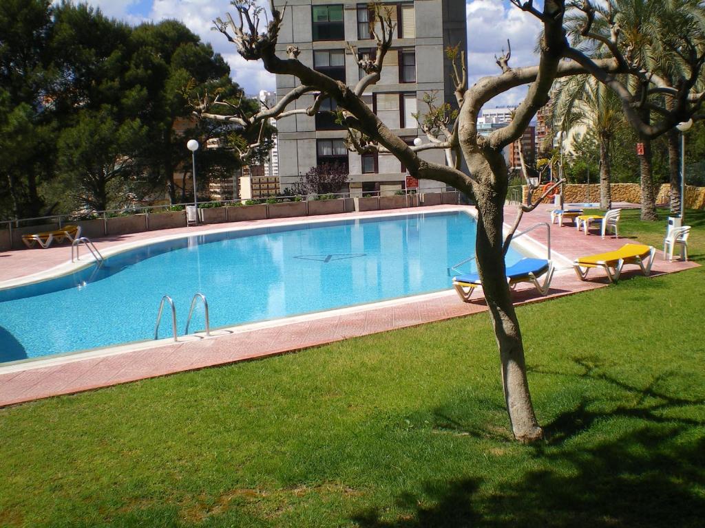 duży basen w parku z drzewem w obiekcie GEMELOS 15 TURIS - PREMIUM Apartamentos w mieście Benidorm