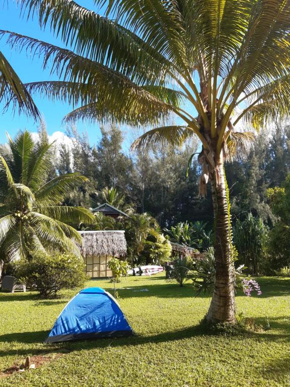a blue tent under a palm tree in a field at B & Bee Wild Island - Nature Song in Fare