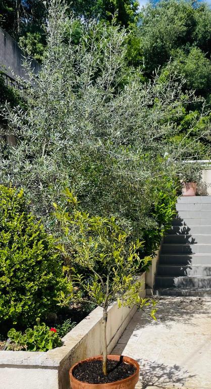 Zahrada ubytování Propriété Malva appartement bergamotta